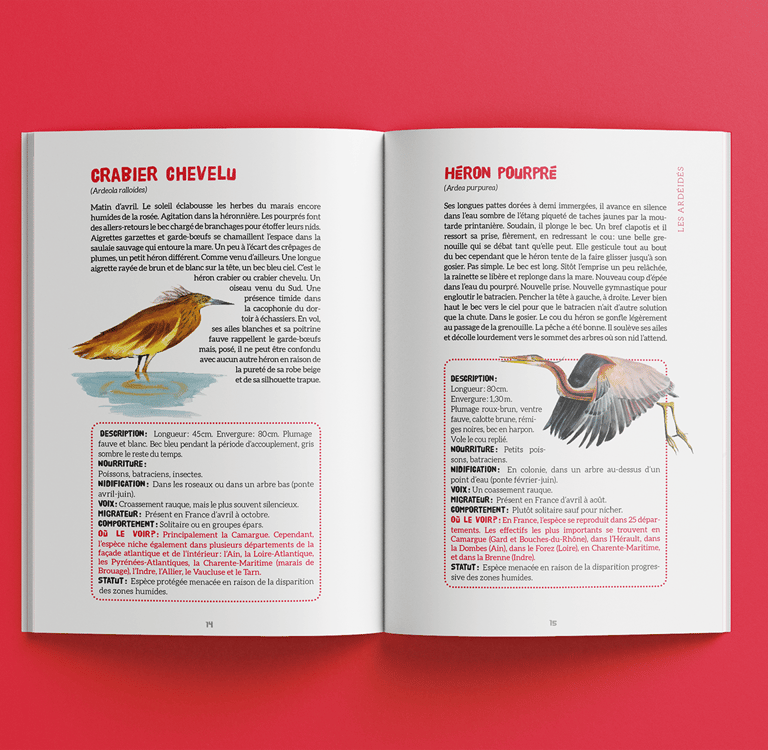 Présentation du crabier chevelu et du héron pourpré illustrés par Hélène de Saint-Do