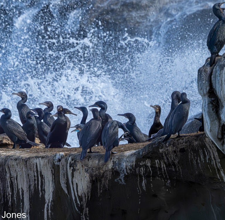 Cormorants in La Jolla, CA.  Taken during breeding season - they were very active