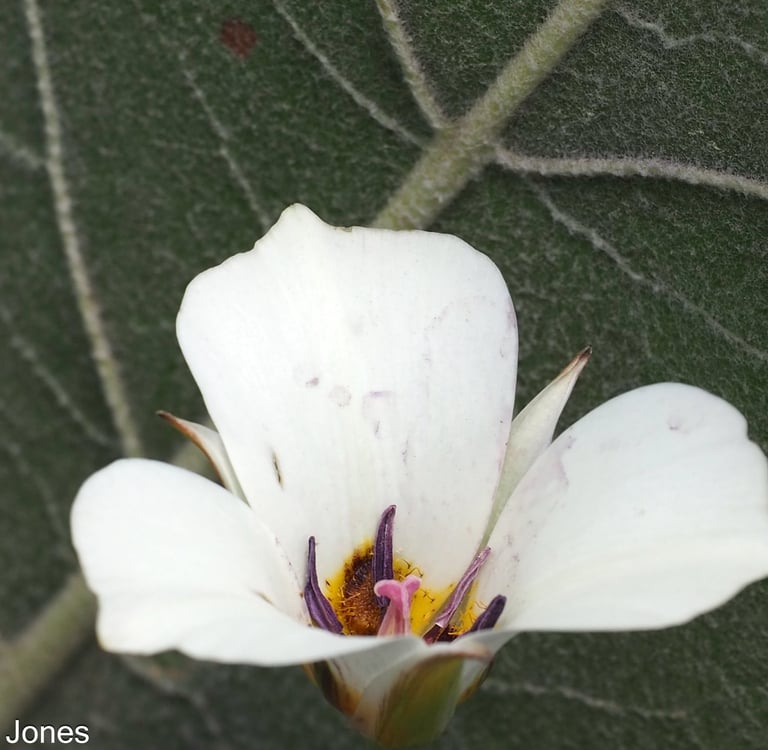Mariposa Lily