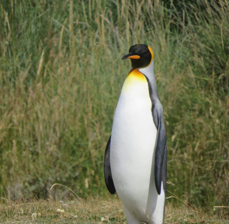 Экскурсия в заповедник Королевских пингвинов с русским гидом Роман Турвентур