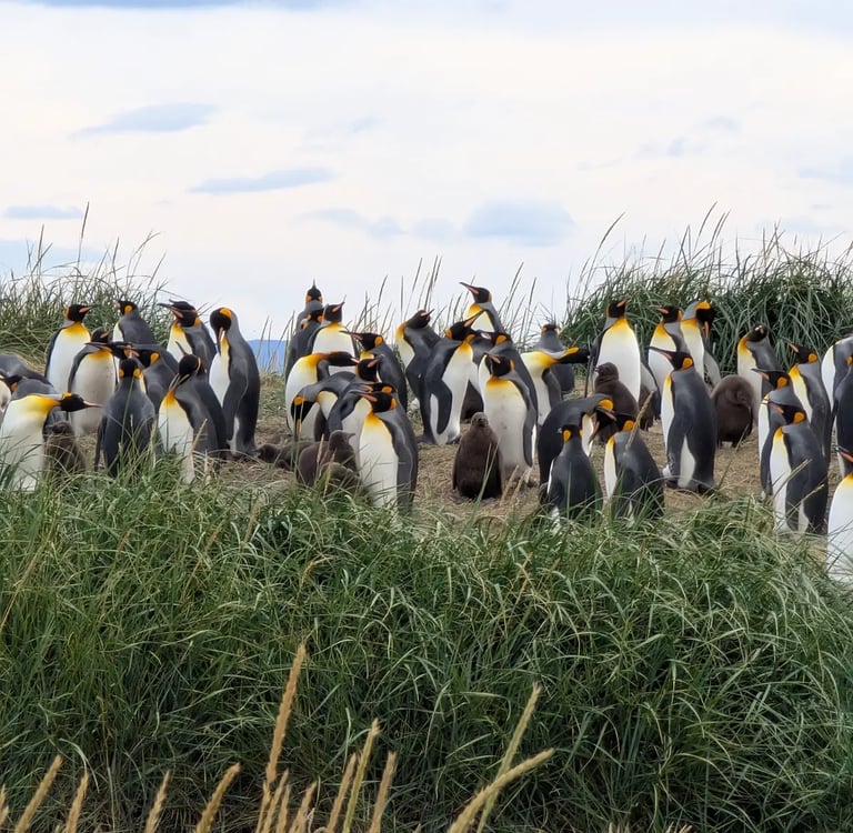Экскурсия в заповедник Королевских пингвинов с русским гидом Роман Турвентур