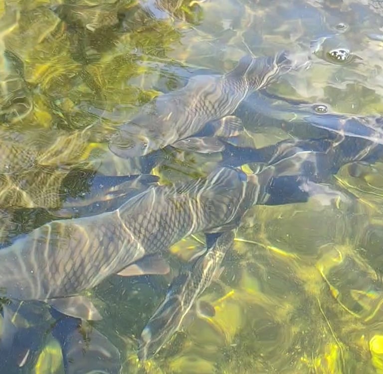 a group of fish in a pond with water