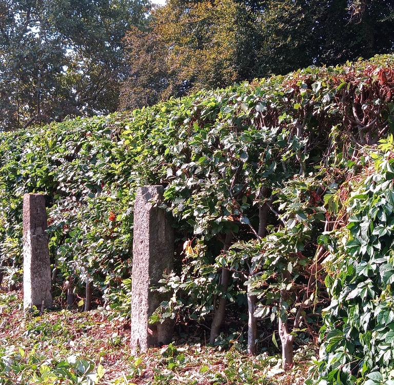 Heckenpflege nachher