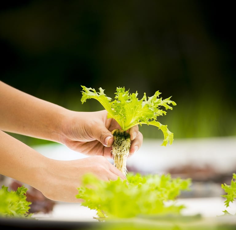 aditivos,alimentos,aditivos quimicos,nutrición animal, futuro sostenible.