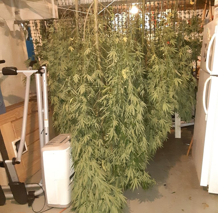 a bunch of hemp plants hanging to dry