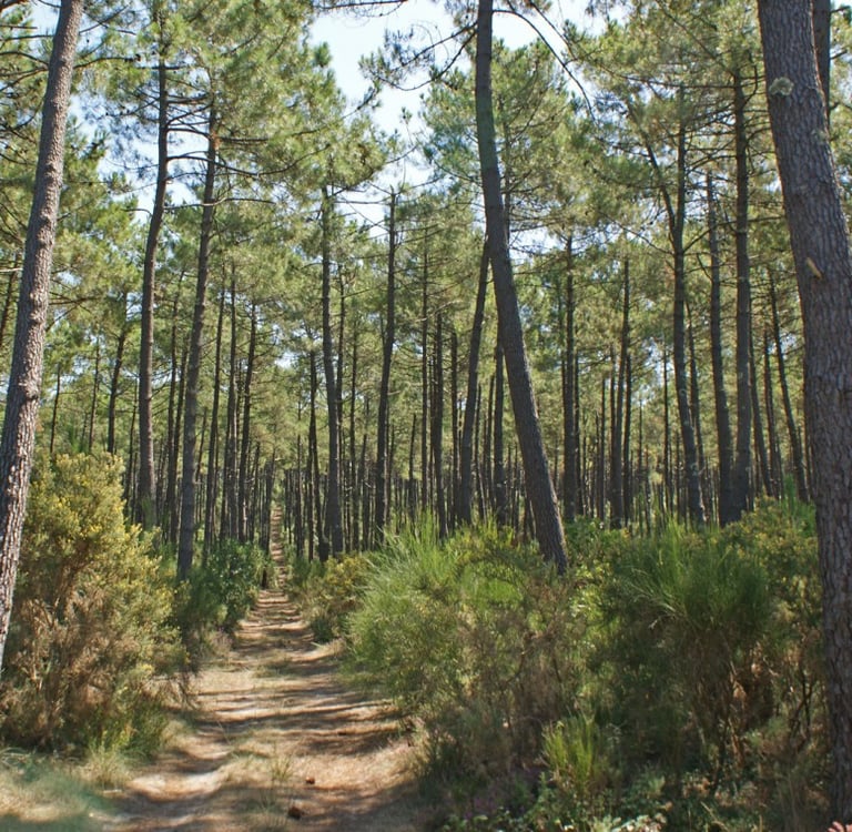 Photo d'une forêt landaise