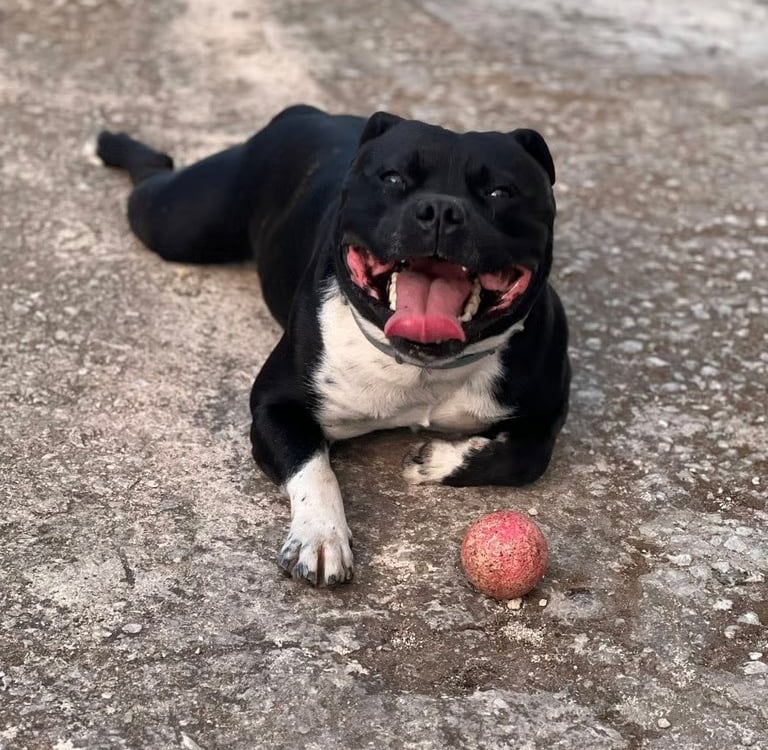 Maschio si sbt del Grecalestaffs, allevamento etico di Staffordshire Bull Terrier in Sicilia