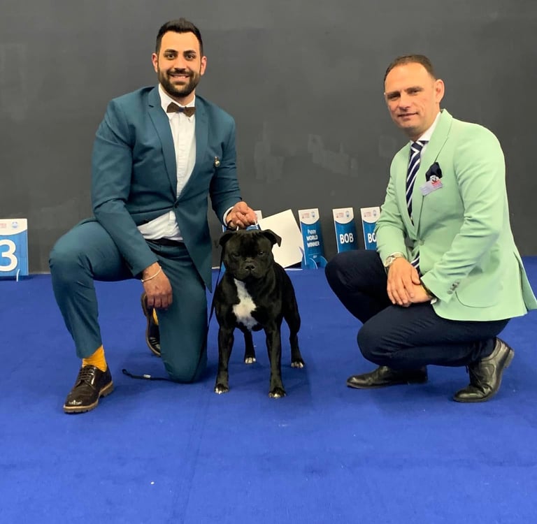 Hugo Grecalestaffs 1° Eccellente Classe Libera e CAC World Dog Show 2024 Zagabria.