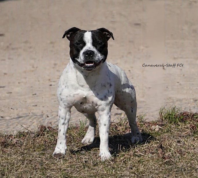 Cucciolone di Staffy ceduto dall'allevamento Grecalestaffs ad una famiglia in Polonia