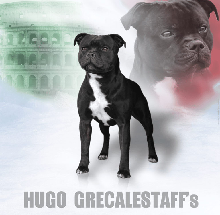 Staffordshire Bull Terrier maschio Campione Italiano di bellezza Enci e del CAC al WDS 2024 Zagabria