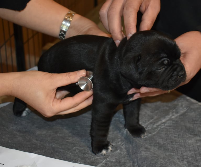 Auscultazione cardiaca a cucciolo Staffordshire Bull Terrier nero