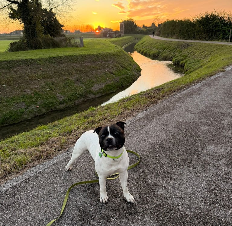 Staffy del Grecalestaffs, esemplare bianco acquistato da una famiglia di Verona