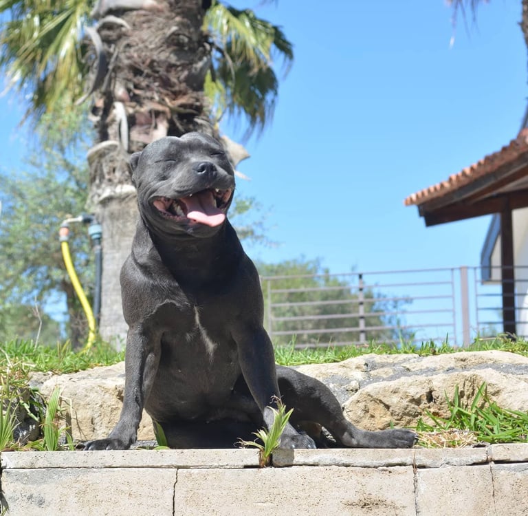 Esemplare di Staffy Blue che sorride al sole in allevamento