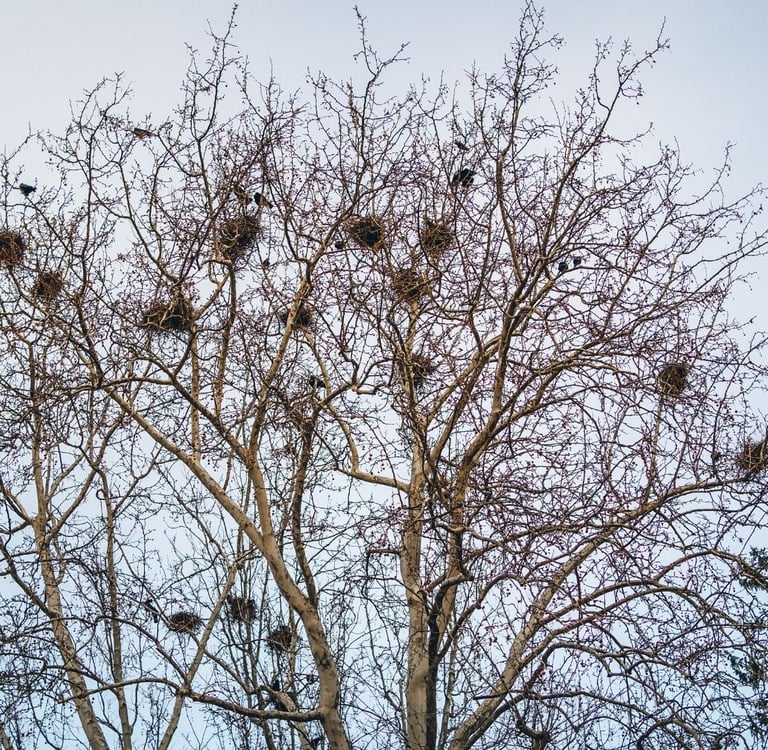 Plusieurs nids de corbeaux installés dans un arbre