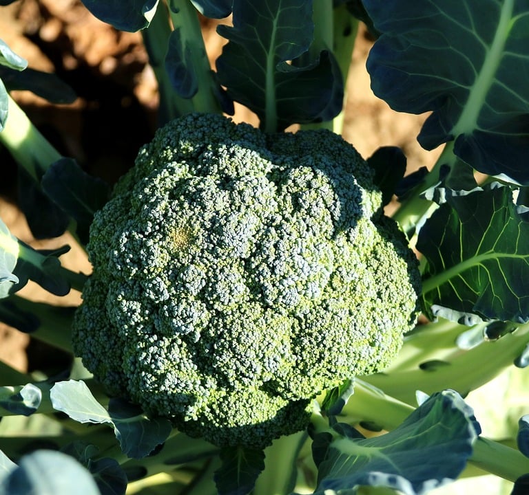 Makaron z kurczakiem i brokułami