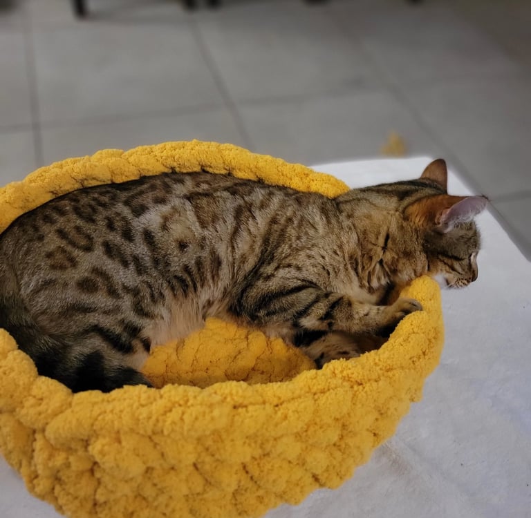 lit chat bengal main coon panier chat chaton aalessa