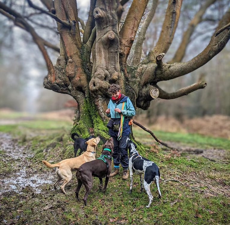 A woman standing and four dogs looking at her with their back to the camera, waiting for a treat