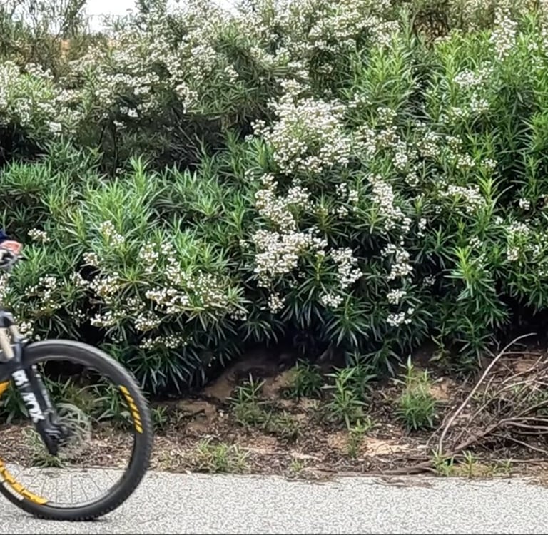 Mountain biker preloading to start a seated manual or coaster wheelie