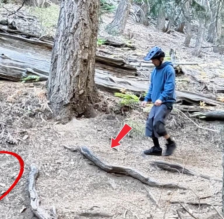 mountian biker looking at roots that can be bump jumped over
