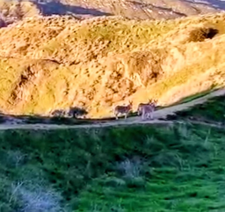 wild burros at hulda crooks park 