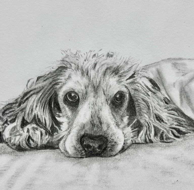 Graphite pencil drawing of Spaniel dog on a bed