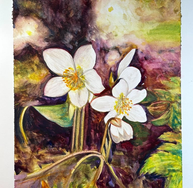 Watercolour of Helebore flowers
