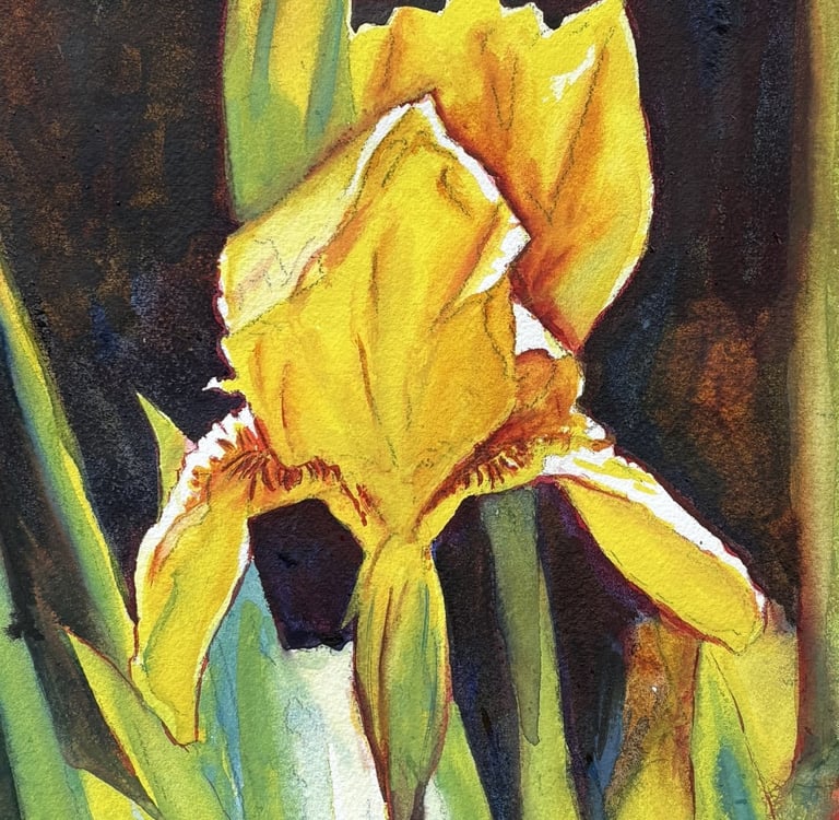 Watercolour of a yellow Iris flower