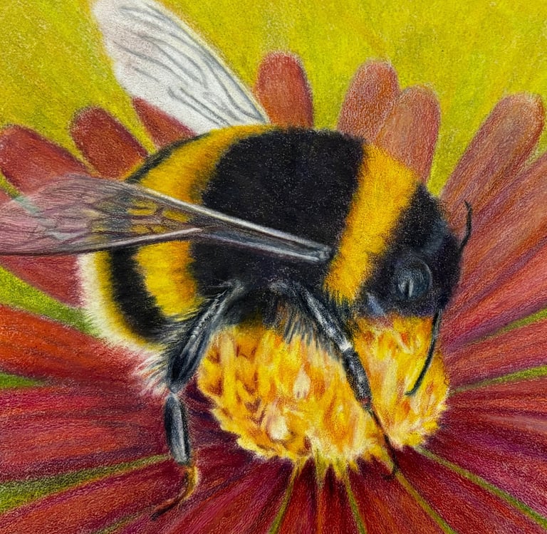 Coloured pencil drawing of a bumble bee on a red flower