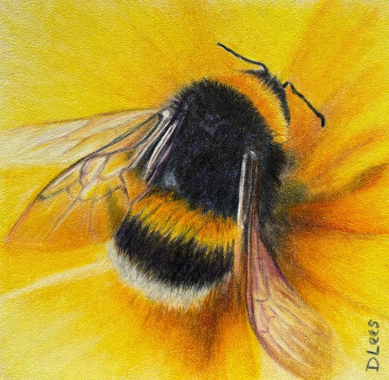 Coloured pencil drawing of a bumble bee on a yellow flower