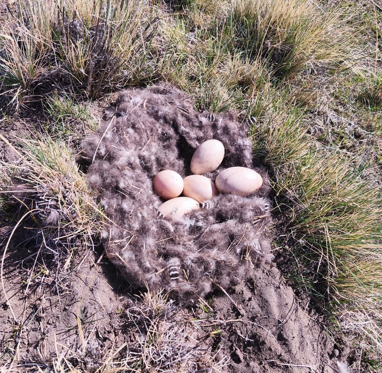 formas y colores al calor de lo que hay