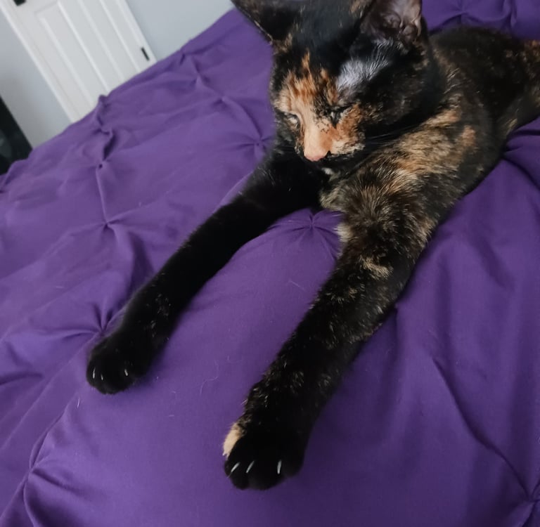 Beetle loves to stretch her front paws