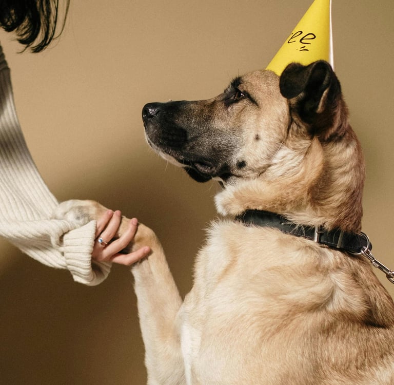 a dog learning to "shake"