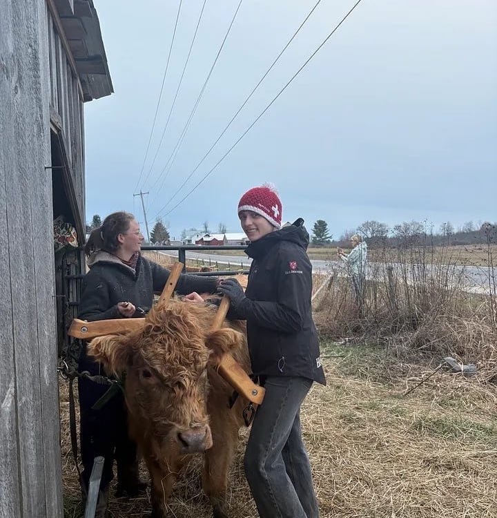 Two people fit a traditional wooden yoke onto a fluffy brown Highland cow outside a rustic barn.