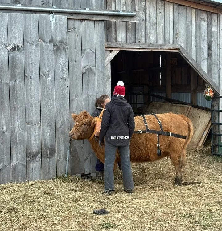 A brown ox wearing a training harness stands outside a wooden barn with two handlers.