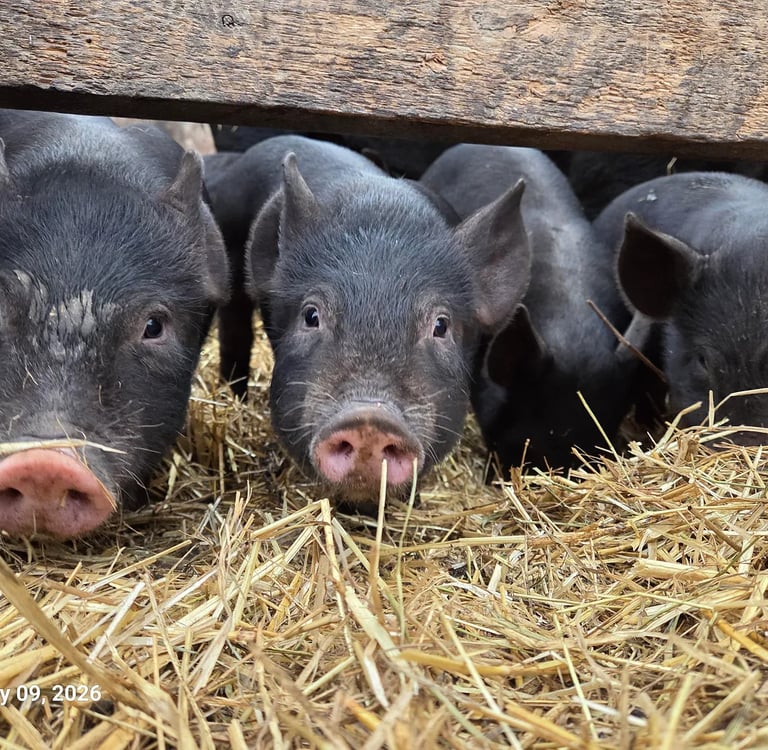 four black piglets look at the camera