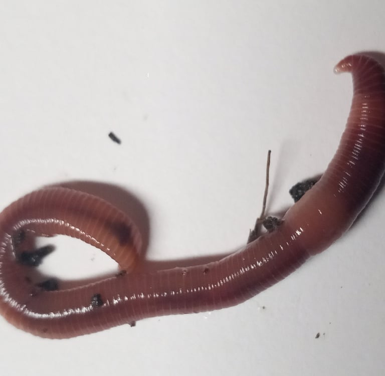 blog Redworms ( Eisenia fetida)