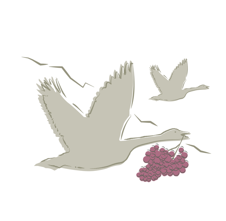 Elusive Goose Vineyards Montana