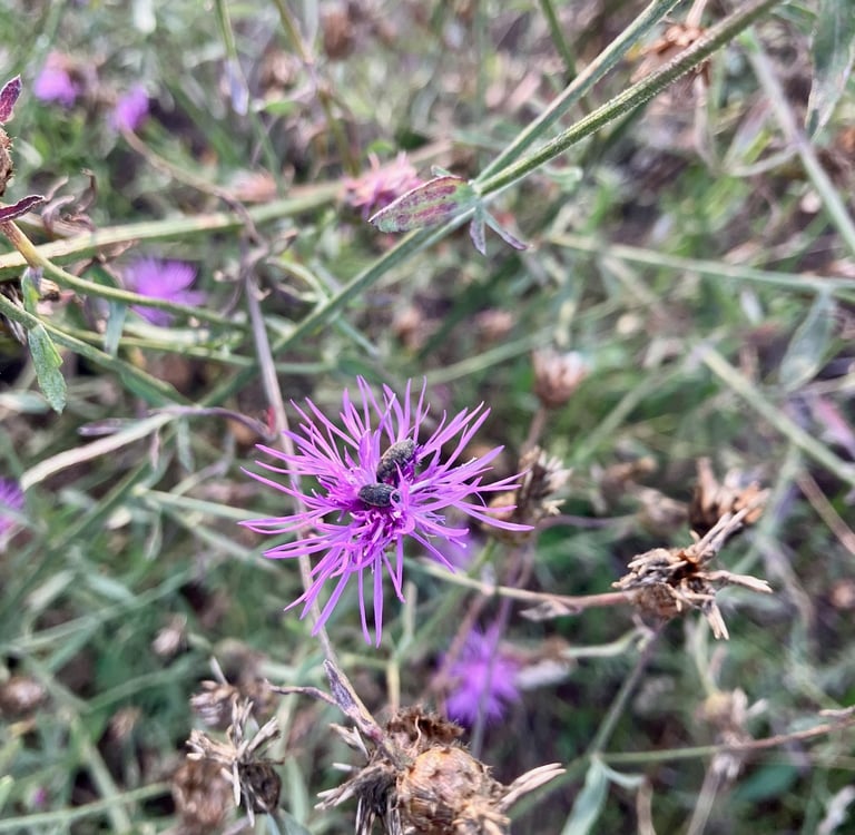 Knapweed Flower Weevils
