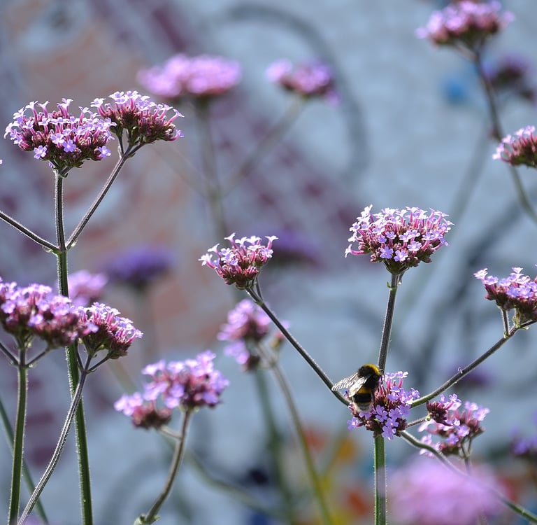 Verbina flowers with bee