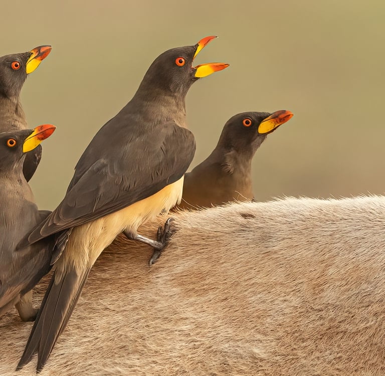 Foto van een ossenpikkers op een os - gefotografeerd tijdens een fotografie reis in Gambia.