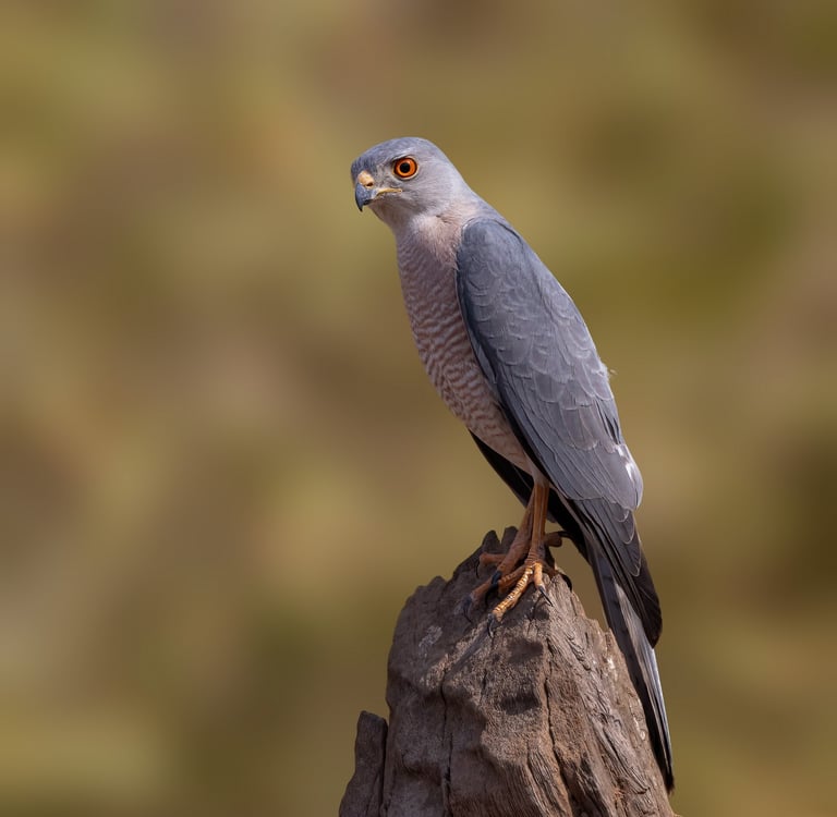Foto van een roofvogel zittend op een tak
