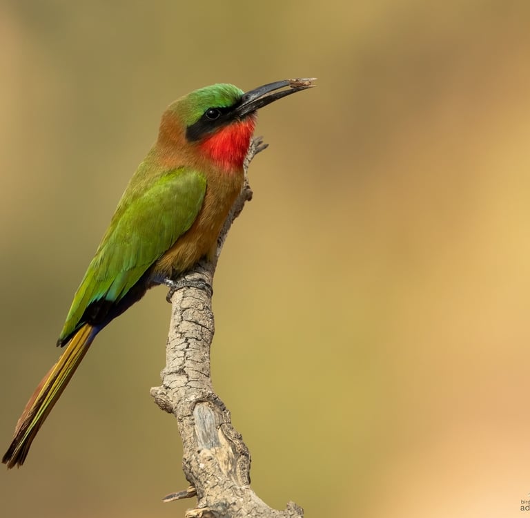 Foto van een mooie bijeneter op een tak in het bos 