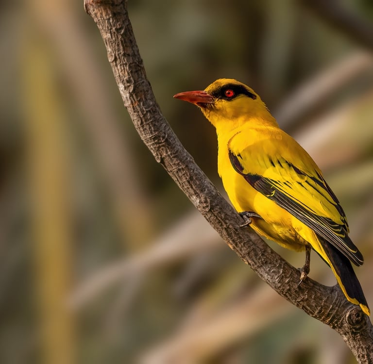 Foto van een Wielewaal op een tak - gefotografeerd tijdens een fotografie reis in Gambia.