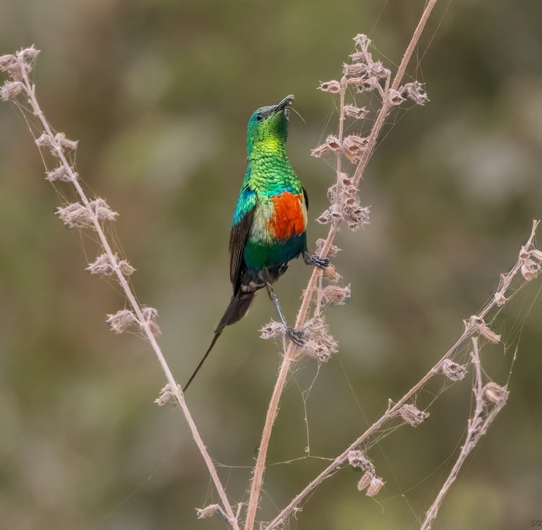 Foto van een zonnevogel drinkend uit een bloem