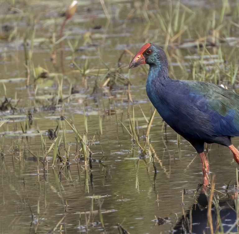 Foto van een Purperkoet lopend in het water