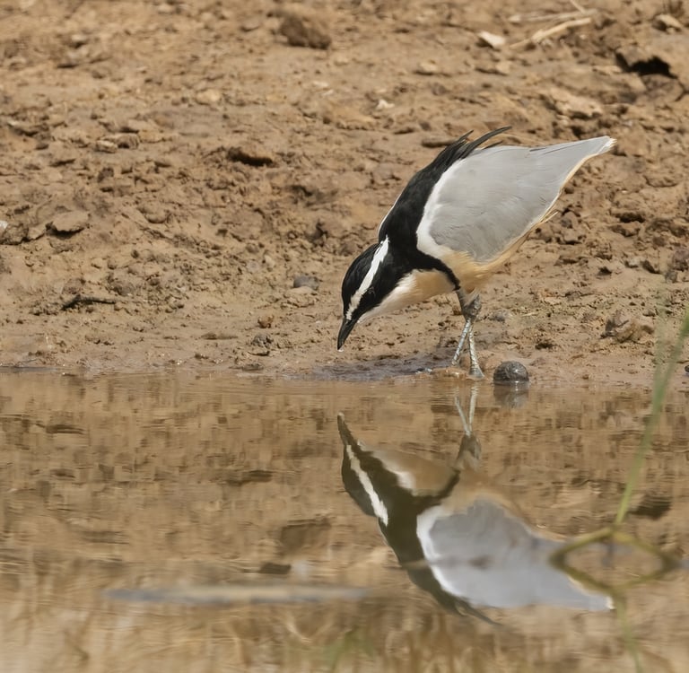 Foto van een Egyptische plevier drinkend uit een waterput - Egyptische plevier 