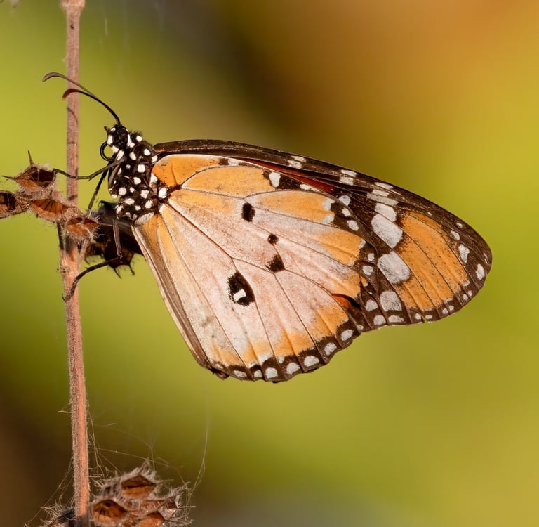 Foto van een vlinder op een bloem