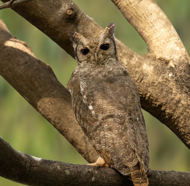 Foto van een grote Uil zittend op een tak