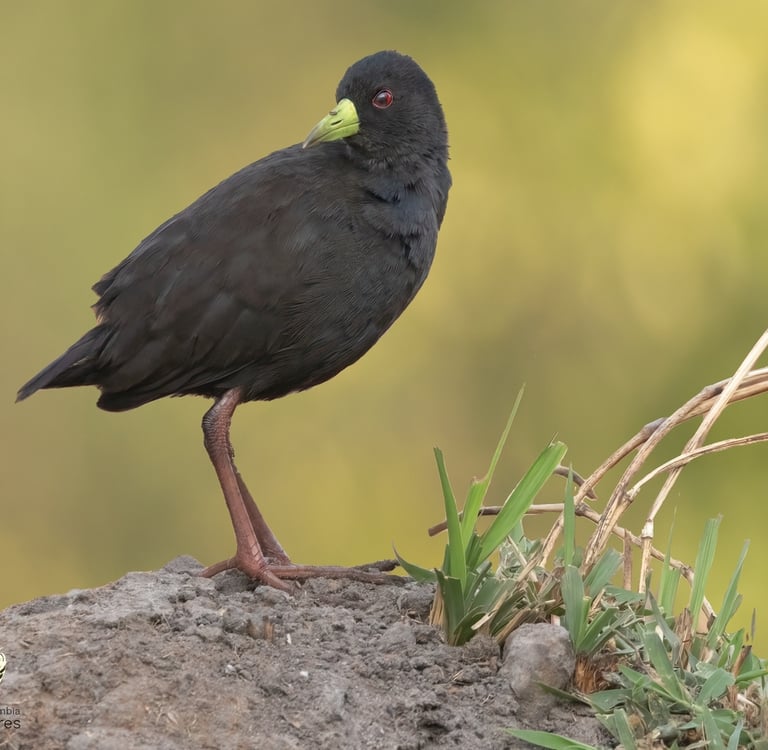 Zwarte ral langs moerasvegetatie in Gambia