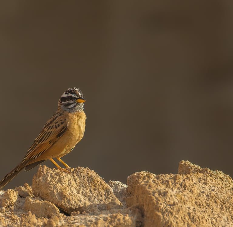 Foto van een kleurrijke vogel op een steen - gefotografeerd tijdens een fotografie reis in Gambia.